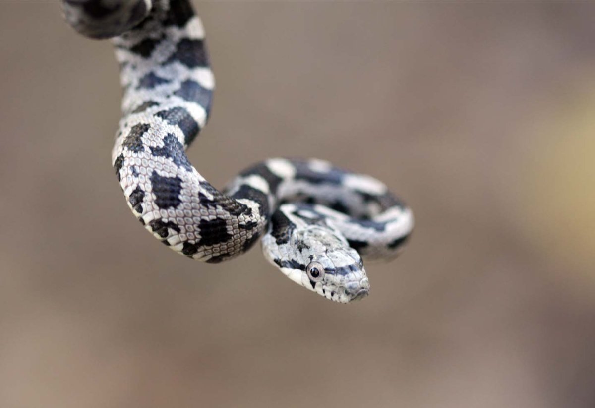 Пятнистый полоз змея