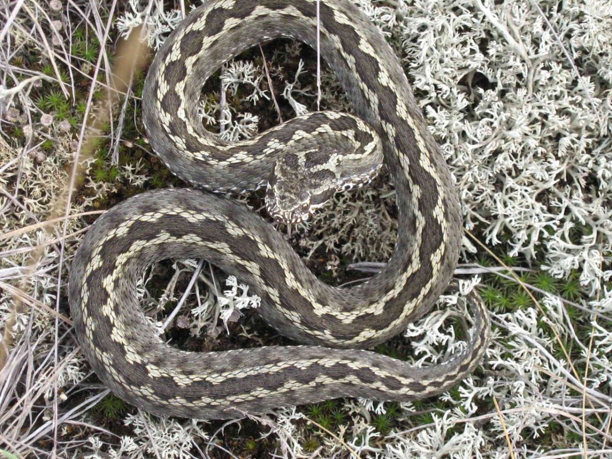 Гадюка Уральская обыкновенная