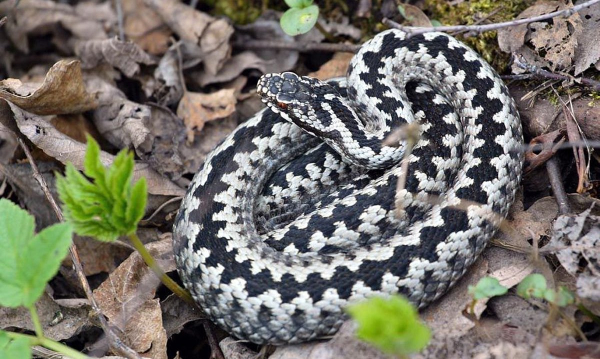 Гадюка Уральская обыкновенная
