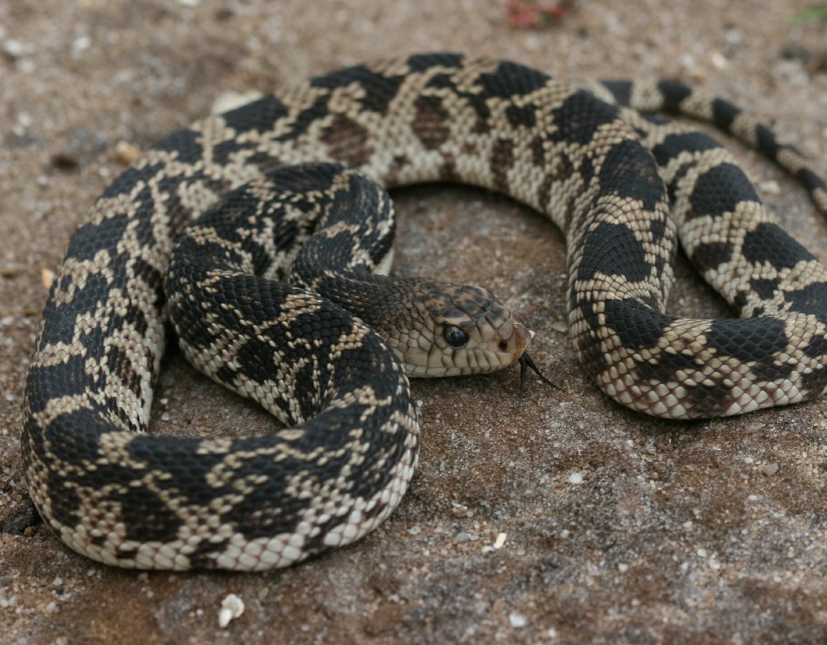 Питуофис melanoleucus melanoleucus