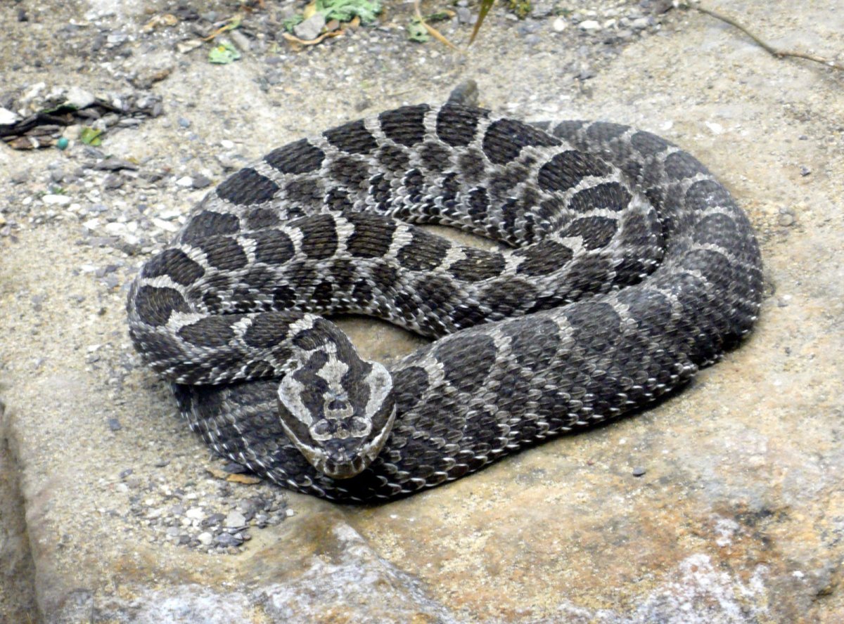 Блейк Снейк чёрная змея