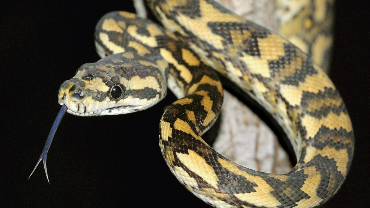 Черная пятнистая змея