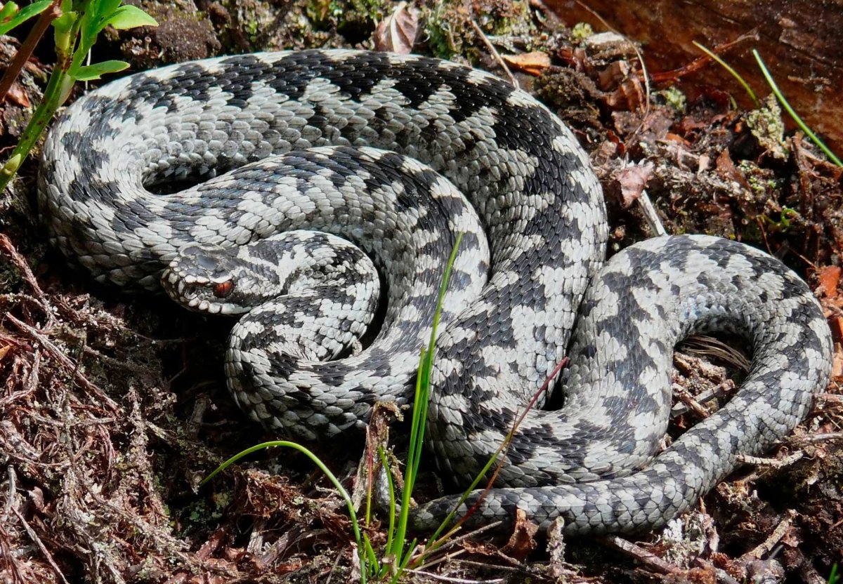 Болотная гадюка