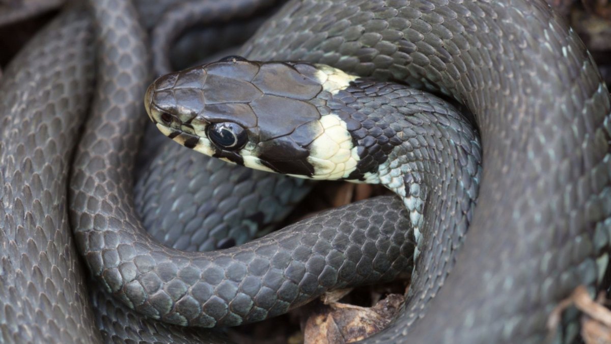 Серая змея с черной головой