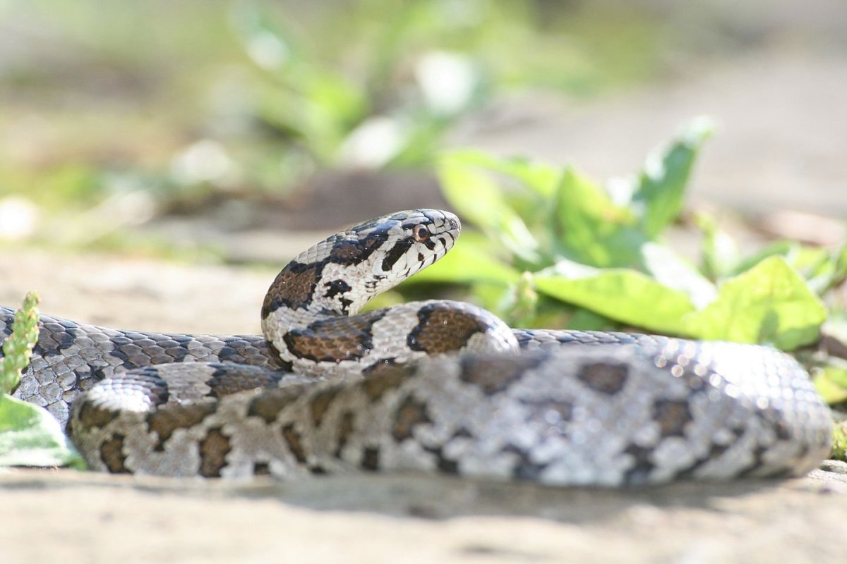 Шершавая древесная гадюка черная