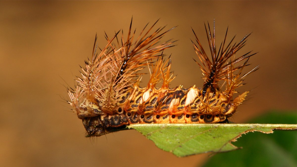 Насекомое с колючками