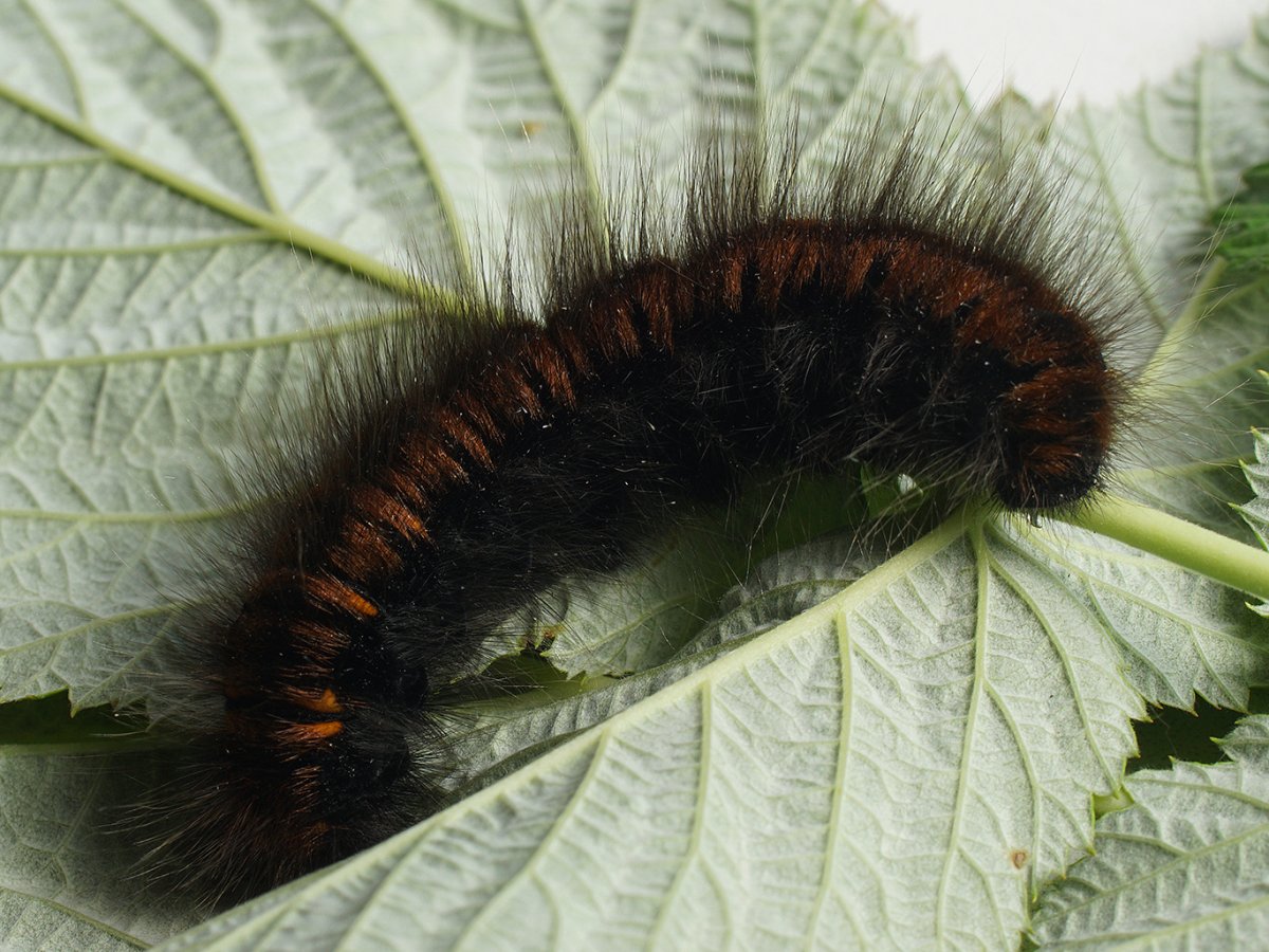 Macrothylacia Rubi гусеница