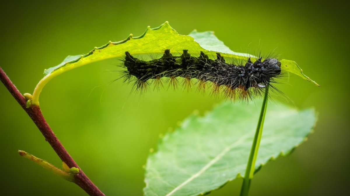 ЛАРВА черная гусеница