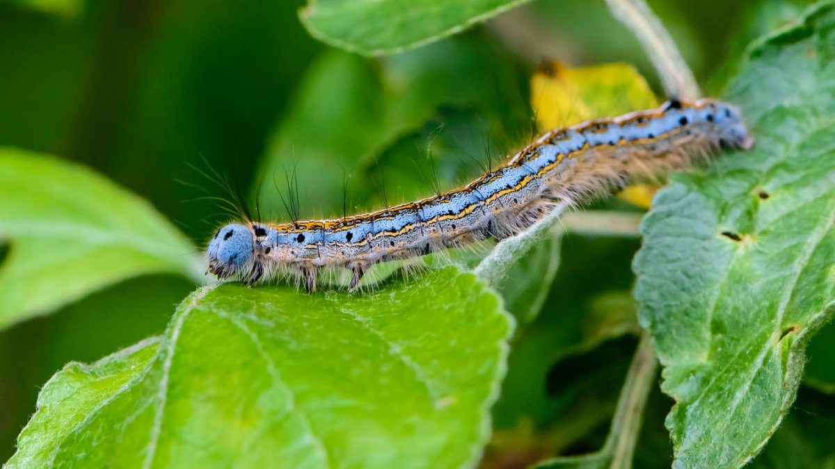 Blue Caterpillar гусеница