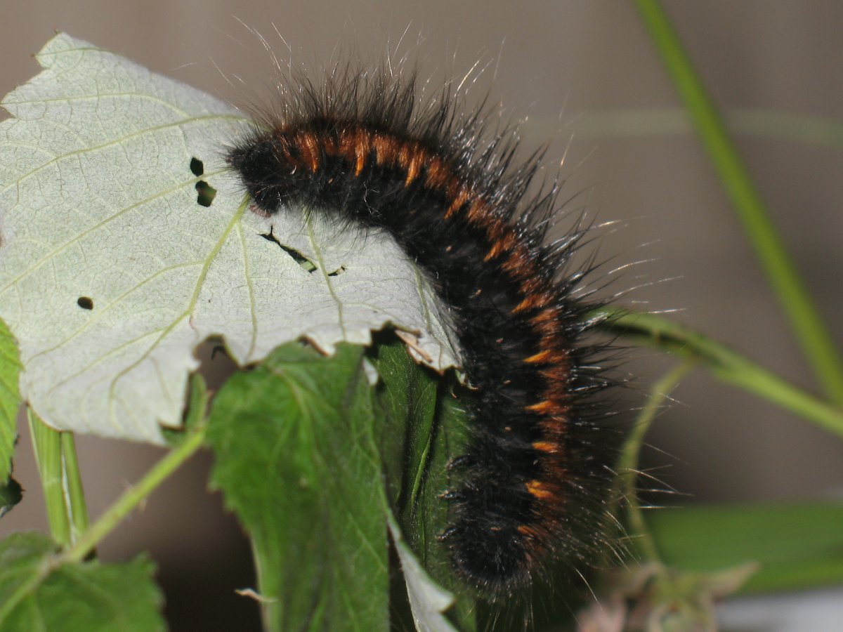 Macrothylacia Rubi - коконопряд малинный