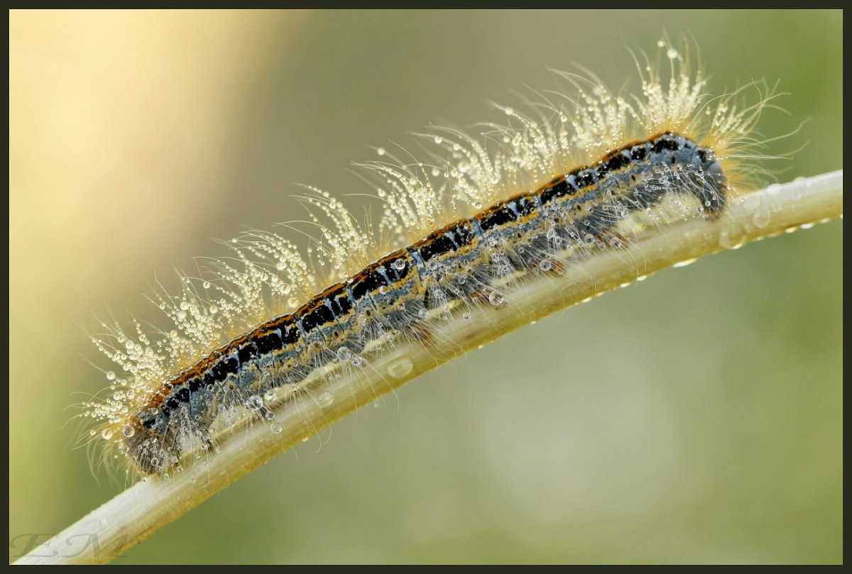Паук-коконопряд (Crown-Weaver Spider)