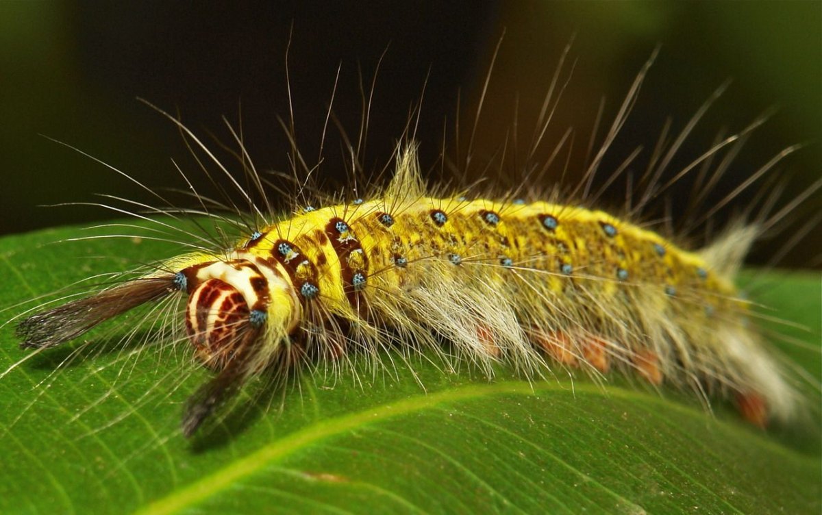 Коконопряды бабочки желтого