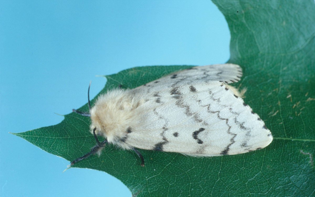 Непарный и Сибирский шелкопряд