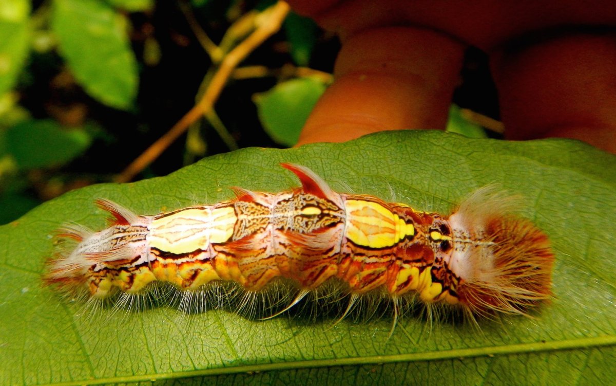 Мадагаскарская Комета гусеница