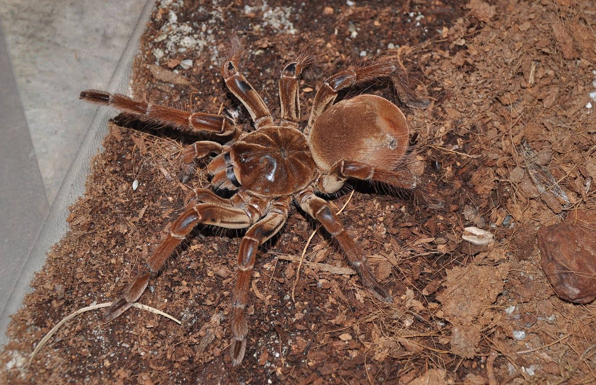 Тарантул птицеед Голиаф