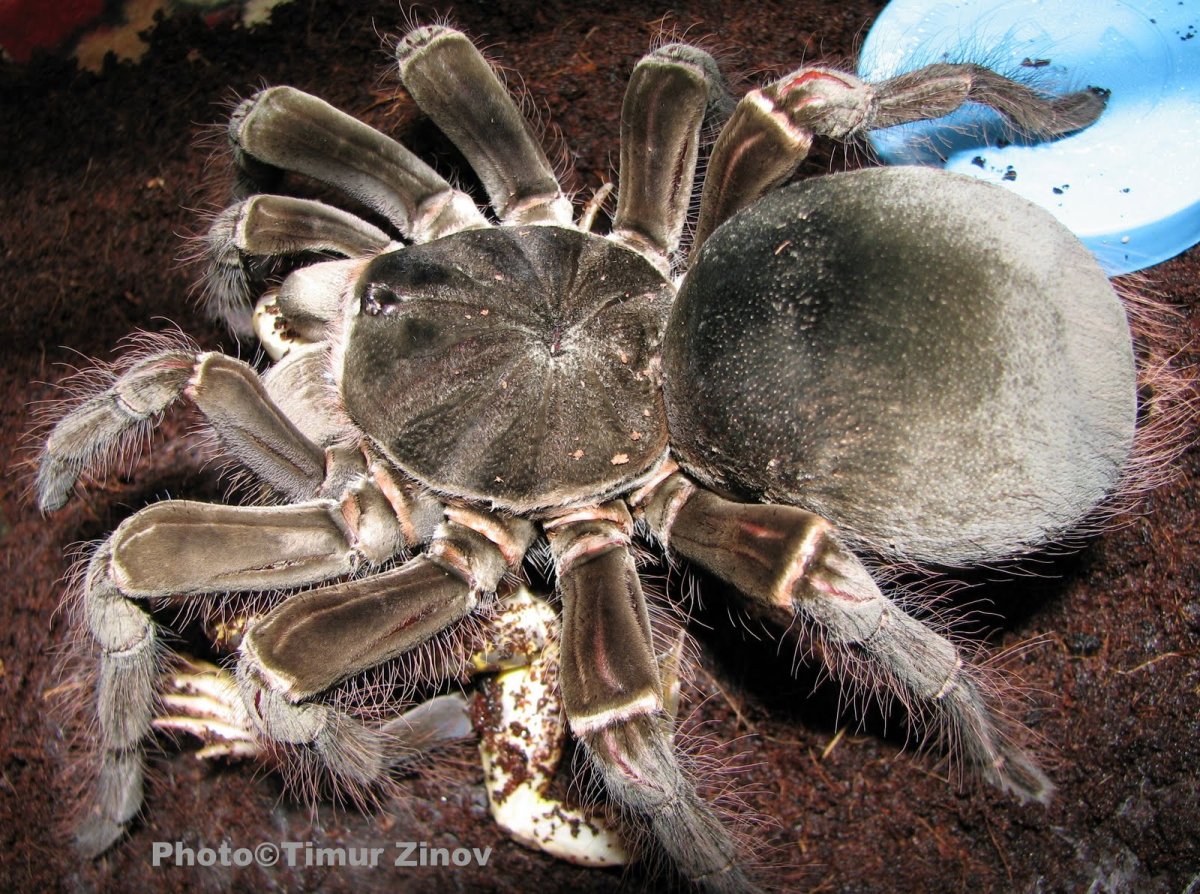 Бразильский Тарантул