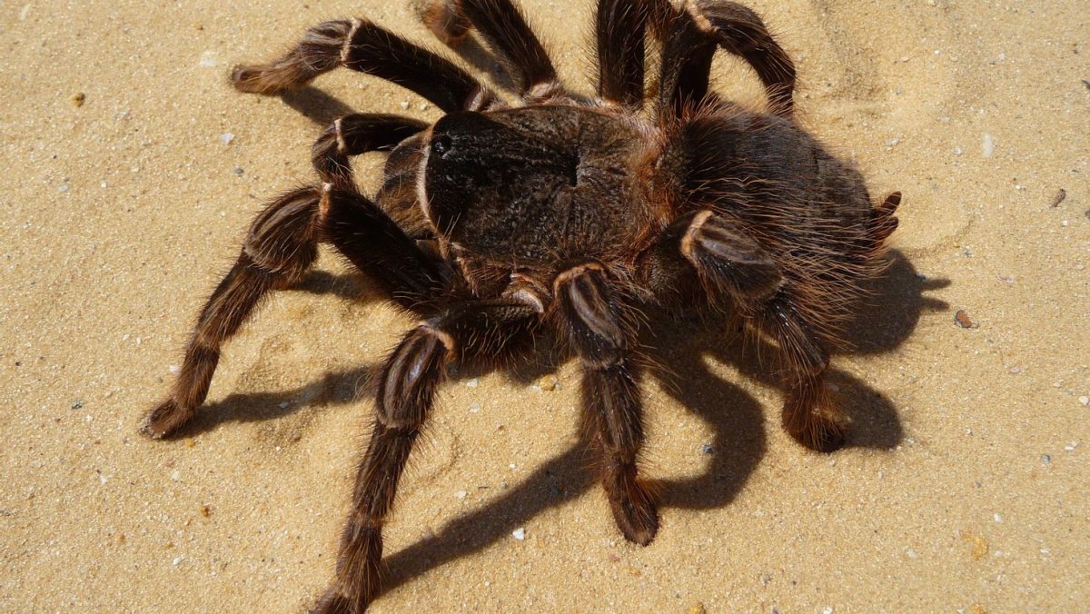 Терафоза стирми