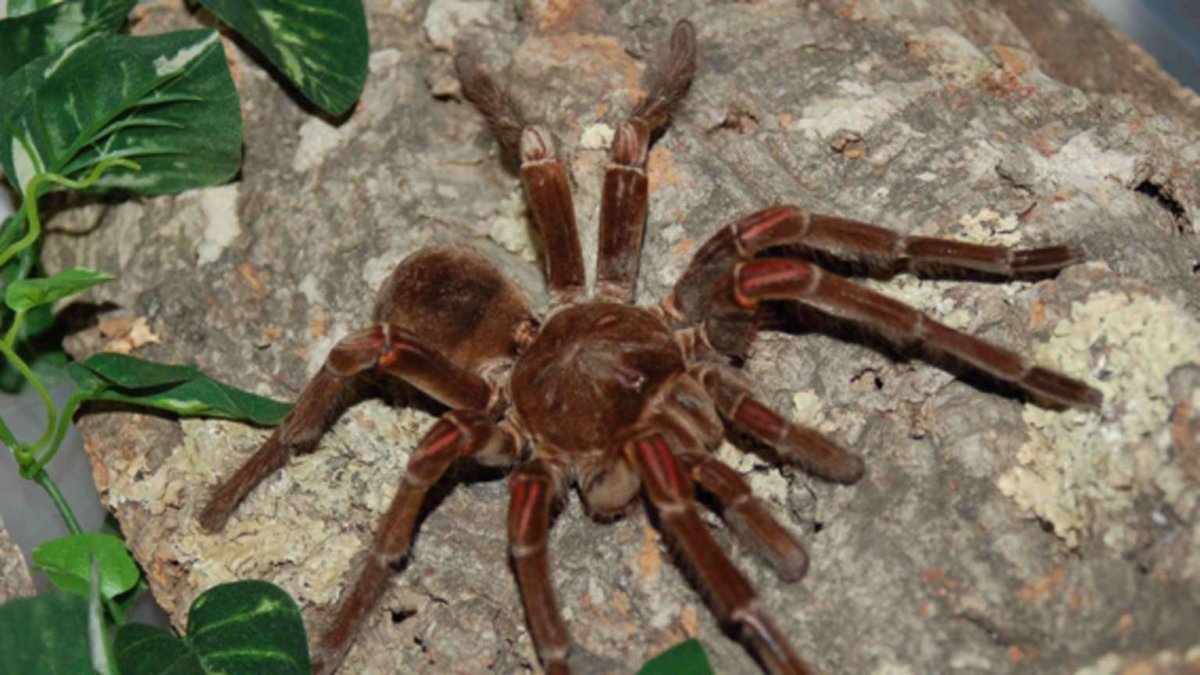 Theraphosa blondi паук