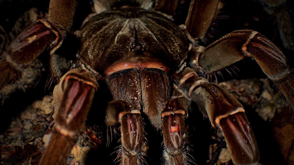 Паук Терафоза блонда