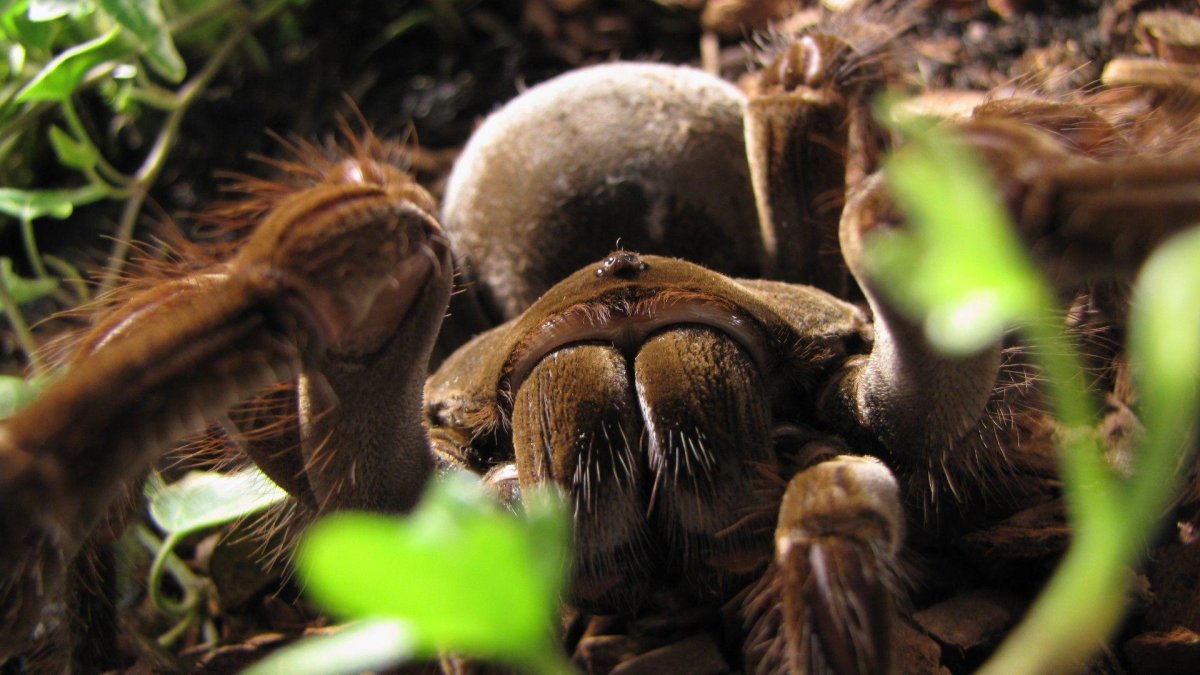 Южноамериканский Тарантул Голиаф