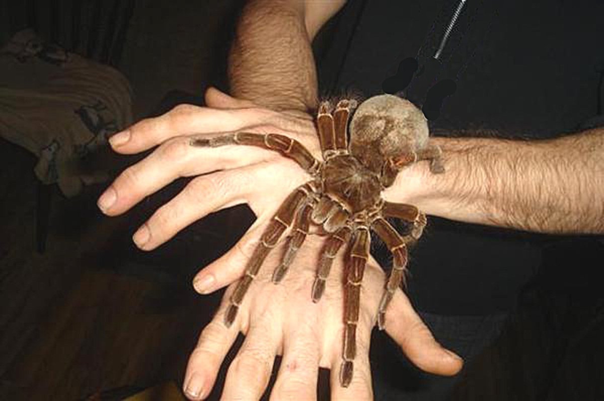 Птицеед Голиаф