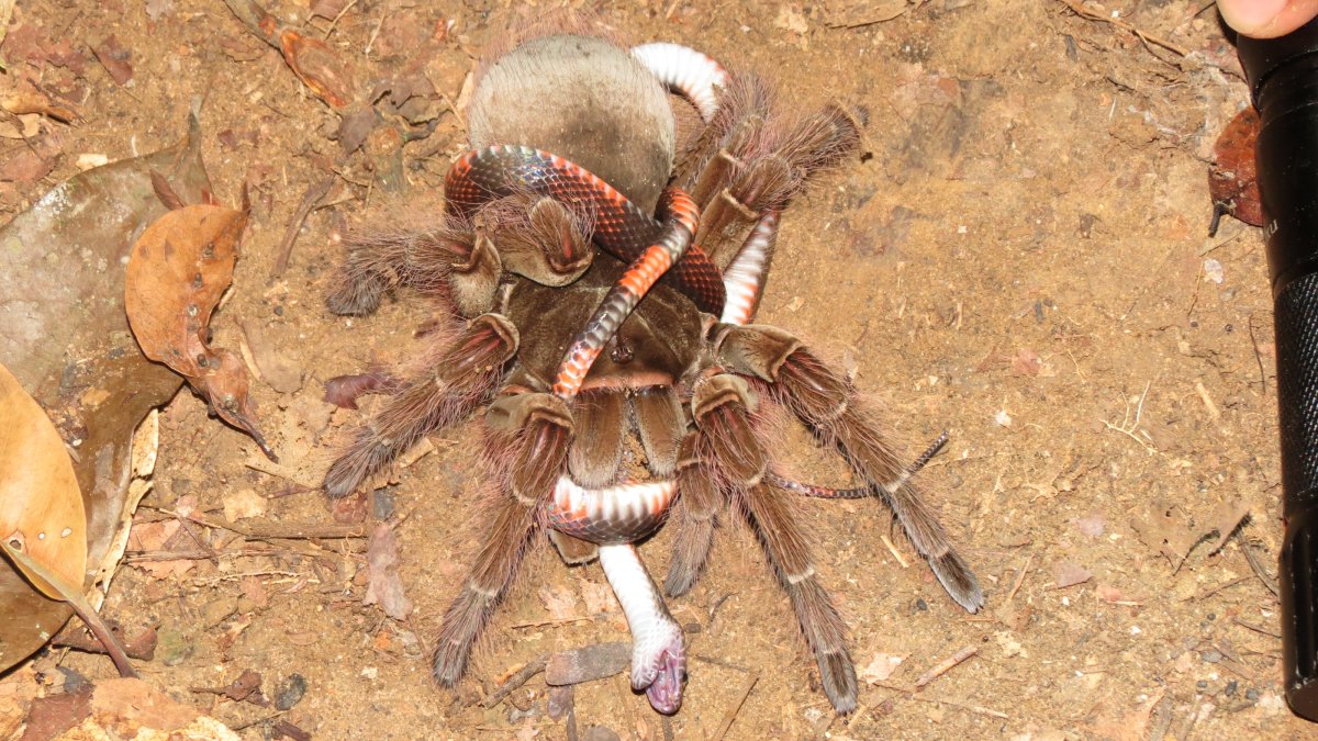 Паук птицеед Голиаф