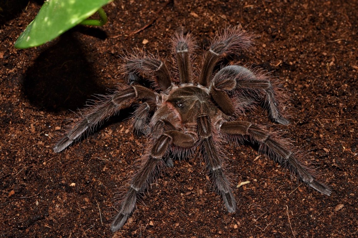 Птицеед Голиаф