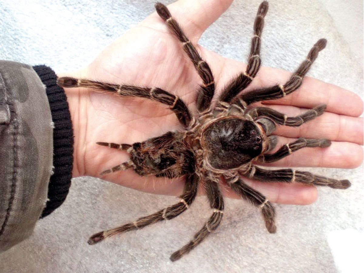 Дальневосточный птицеед Голиаф