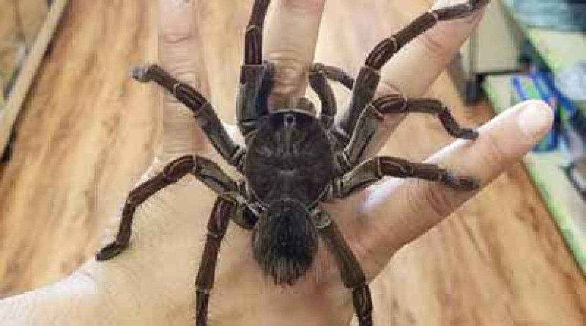 Терафоза блонда самец