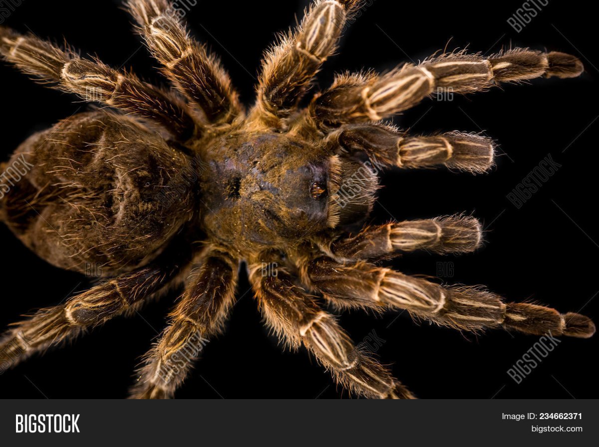 Паук птицеед Голиаф против змеи