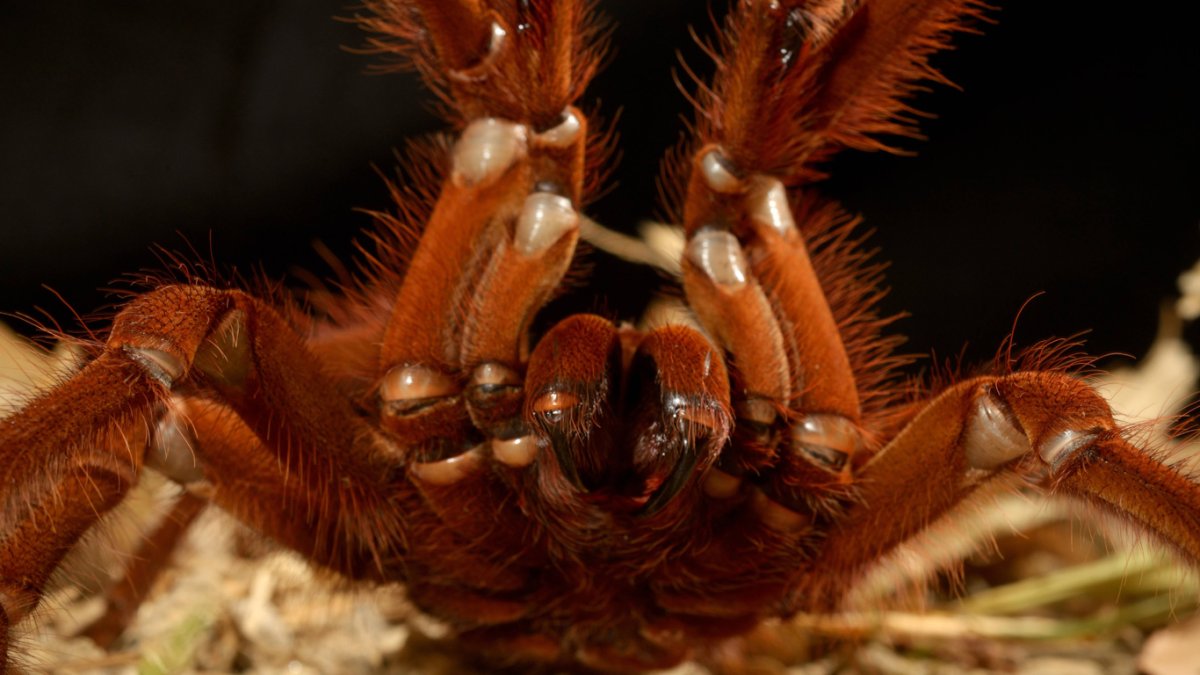Пауки гиганты