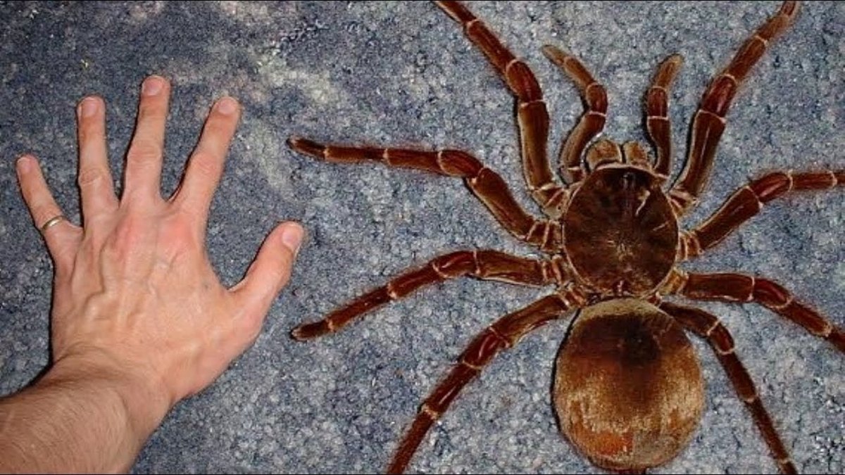 Theraphosa blondi рекорд
