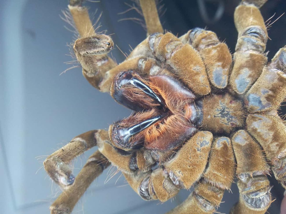 Тарантул паук Тарантул большой паук