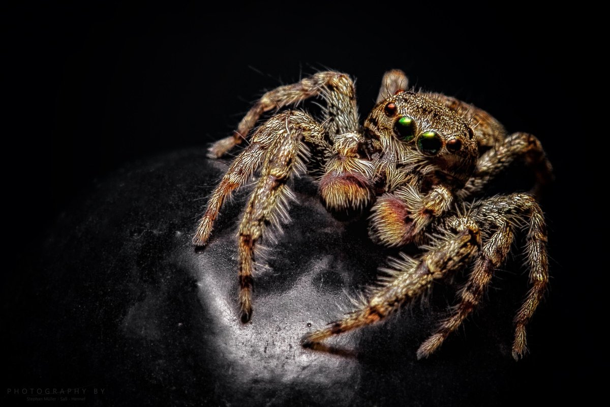 Цербал Аравийский паук