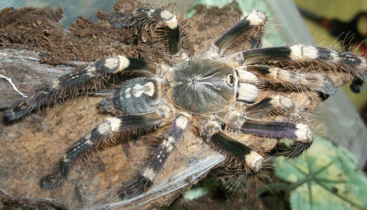 Насекомые Тарантул паукообразные