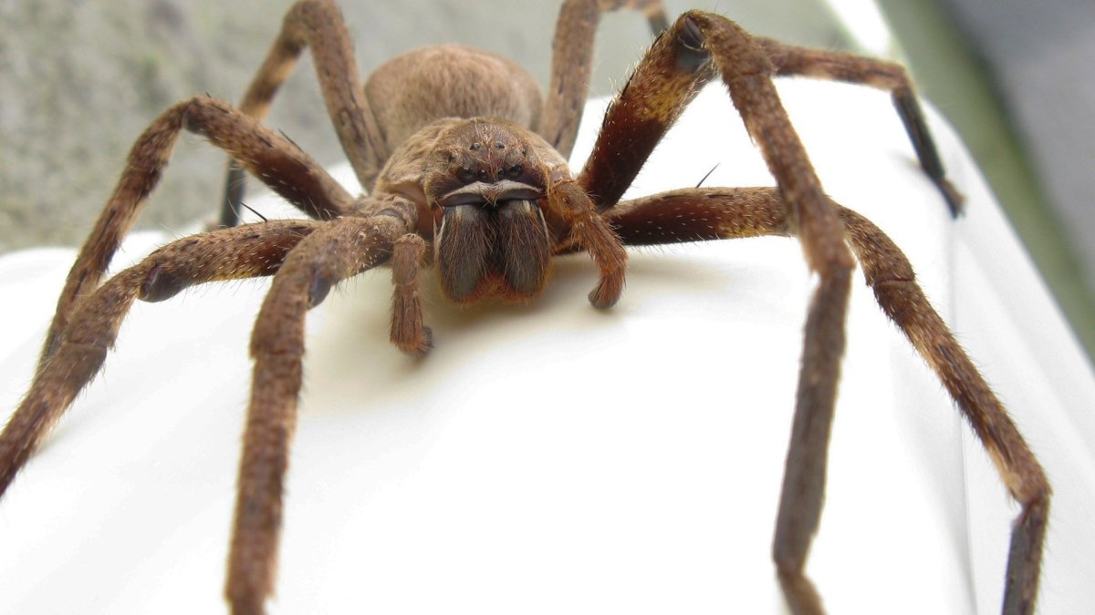 Птицеед Голиаф ест