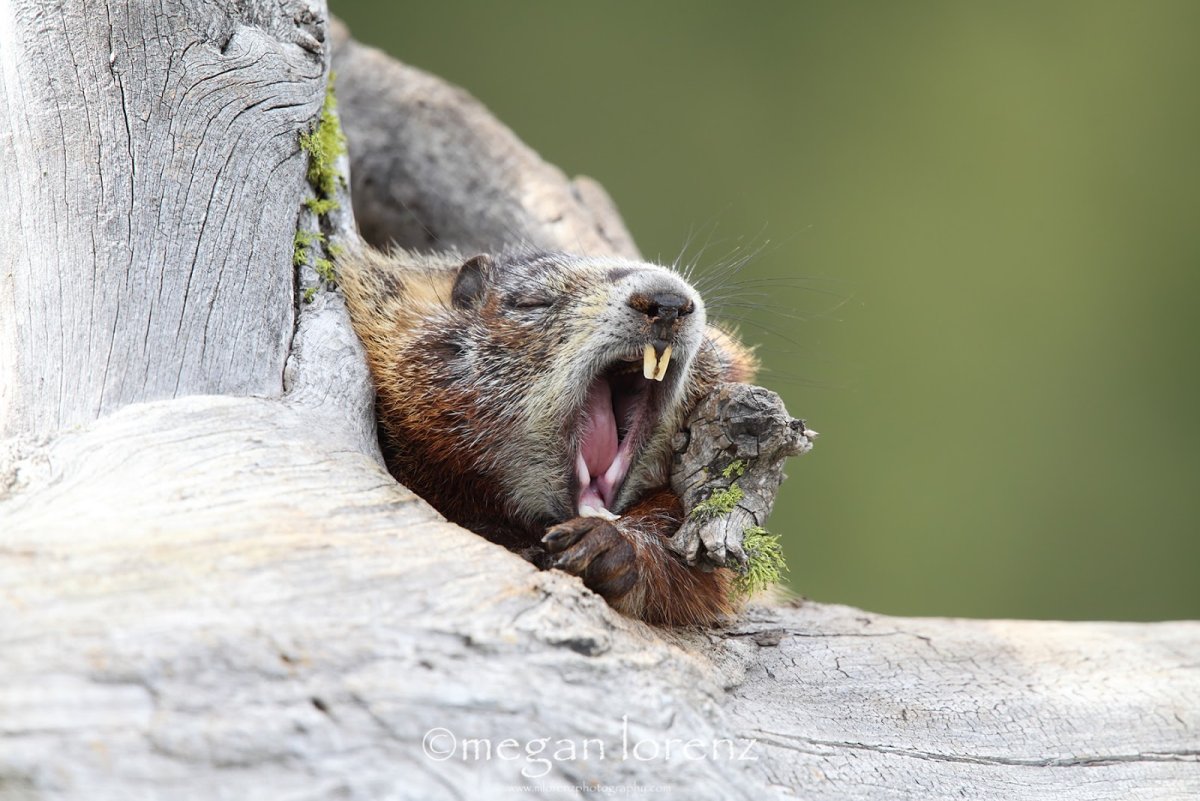 Бобер ВАЛАКАС
