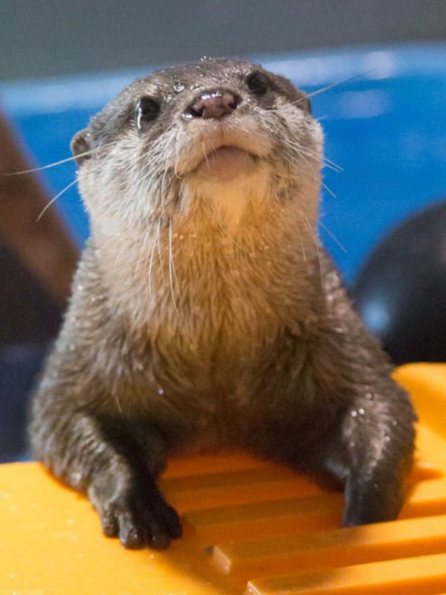 Выдра смешная