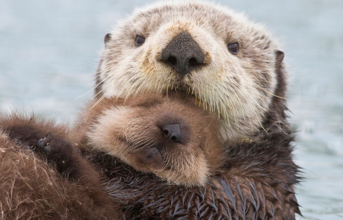 Голова бобра