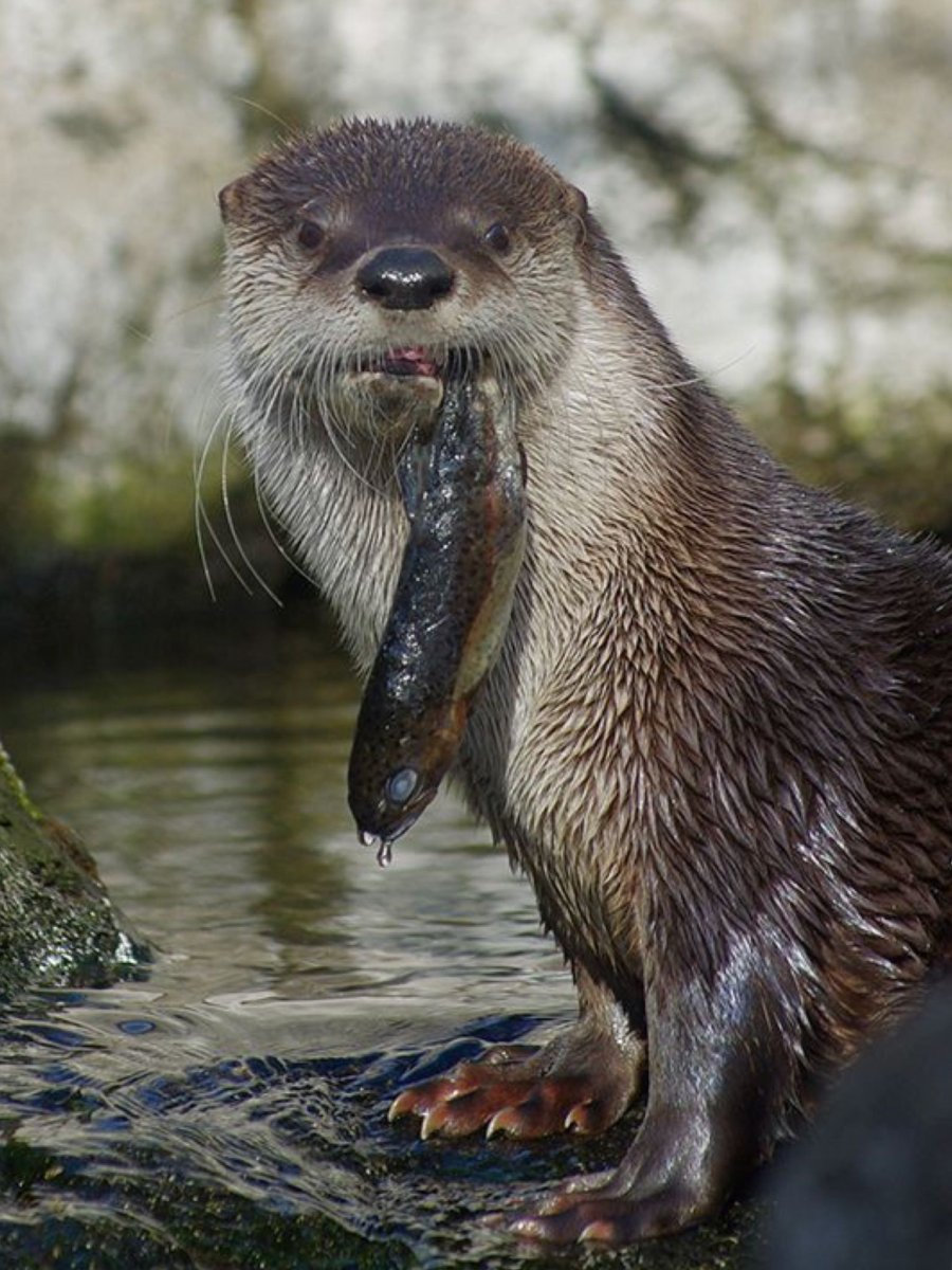 День Бобров праздник