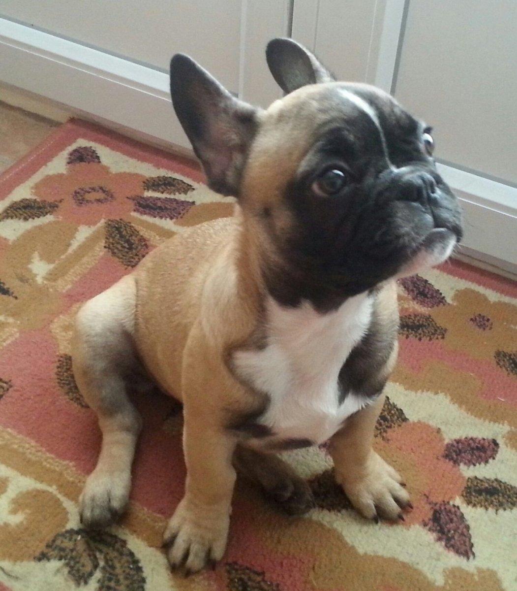 Кутята французского бульдога