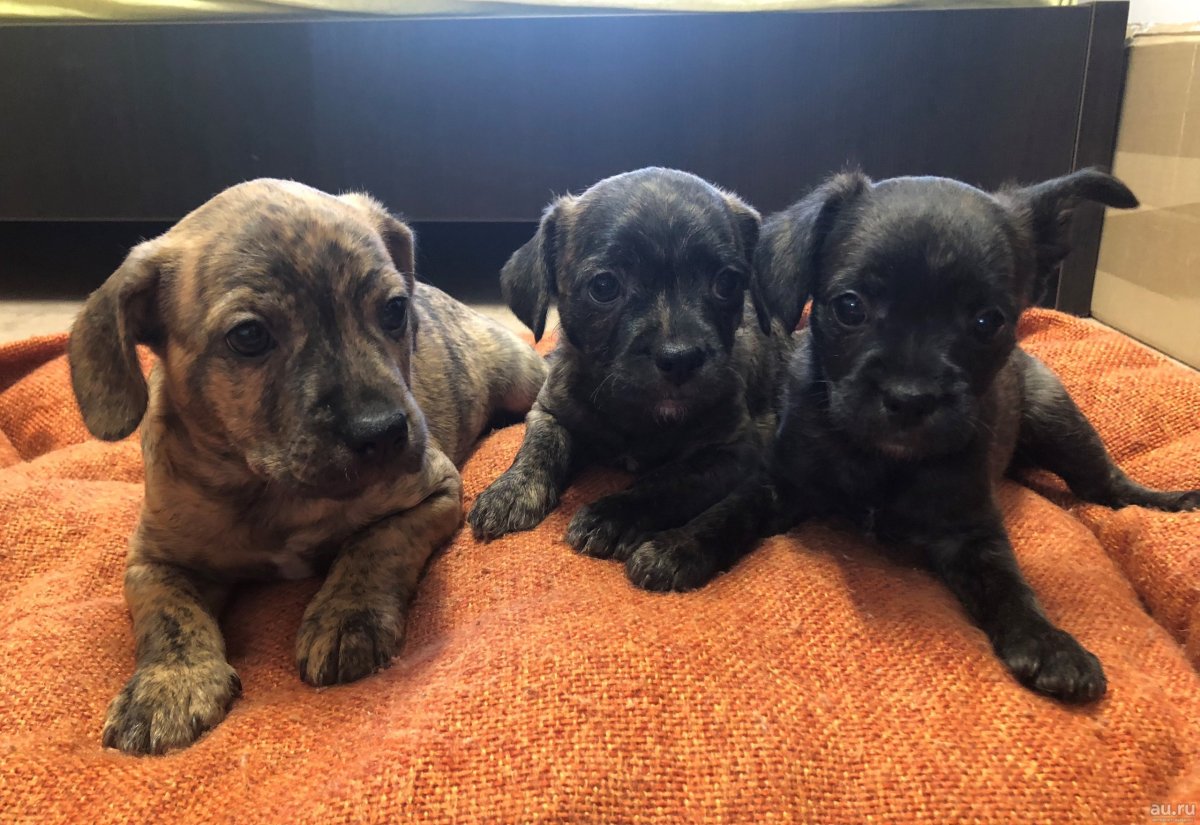 Длинношерстный бульдог флаффи