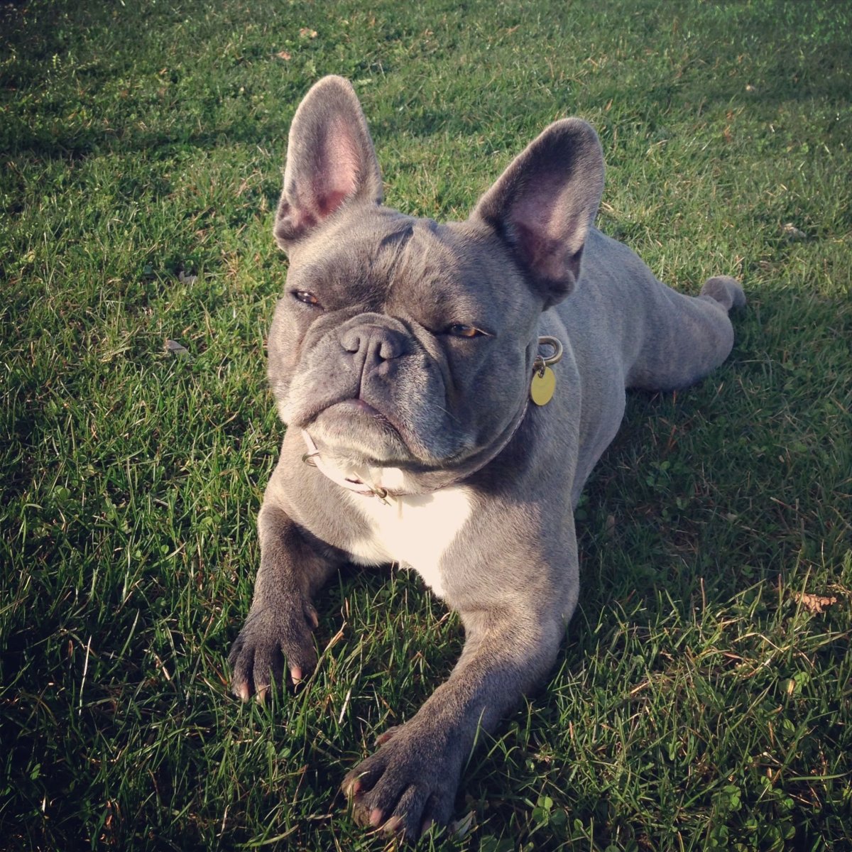 Французский бульдог и китайская хохлатая