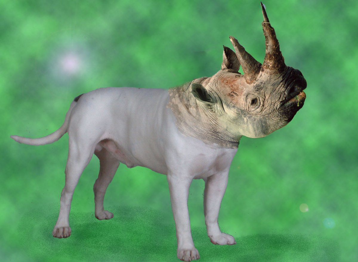 Бульдог жа жа