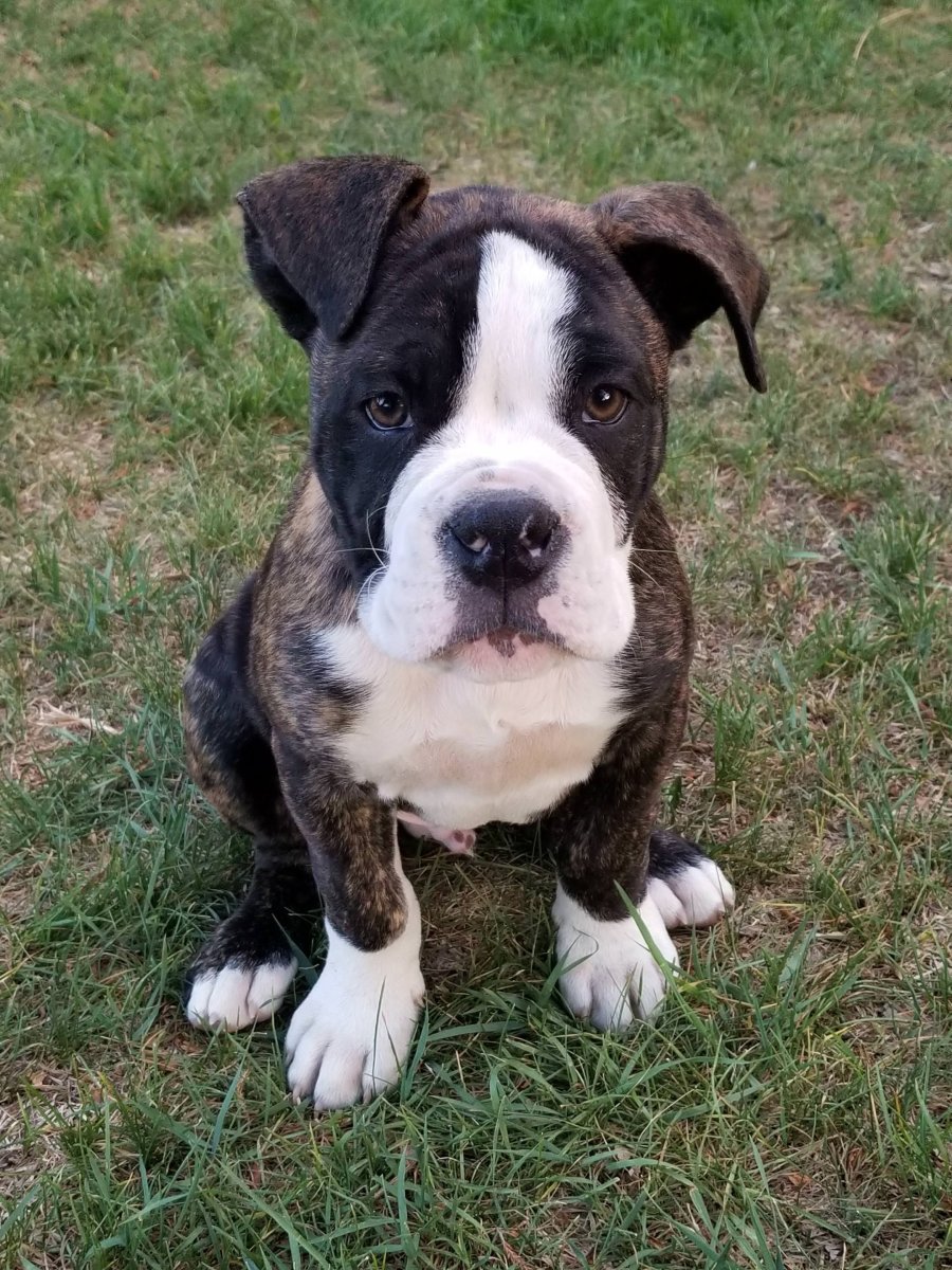 Помесь французского бульдога