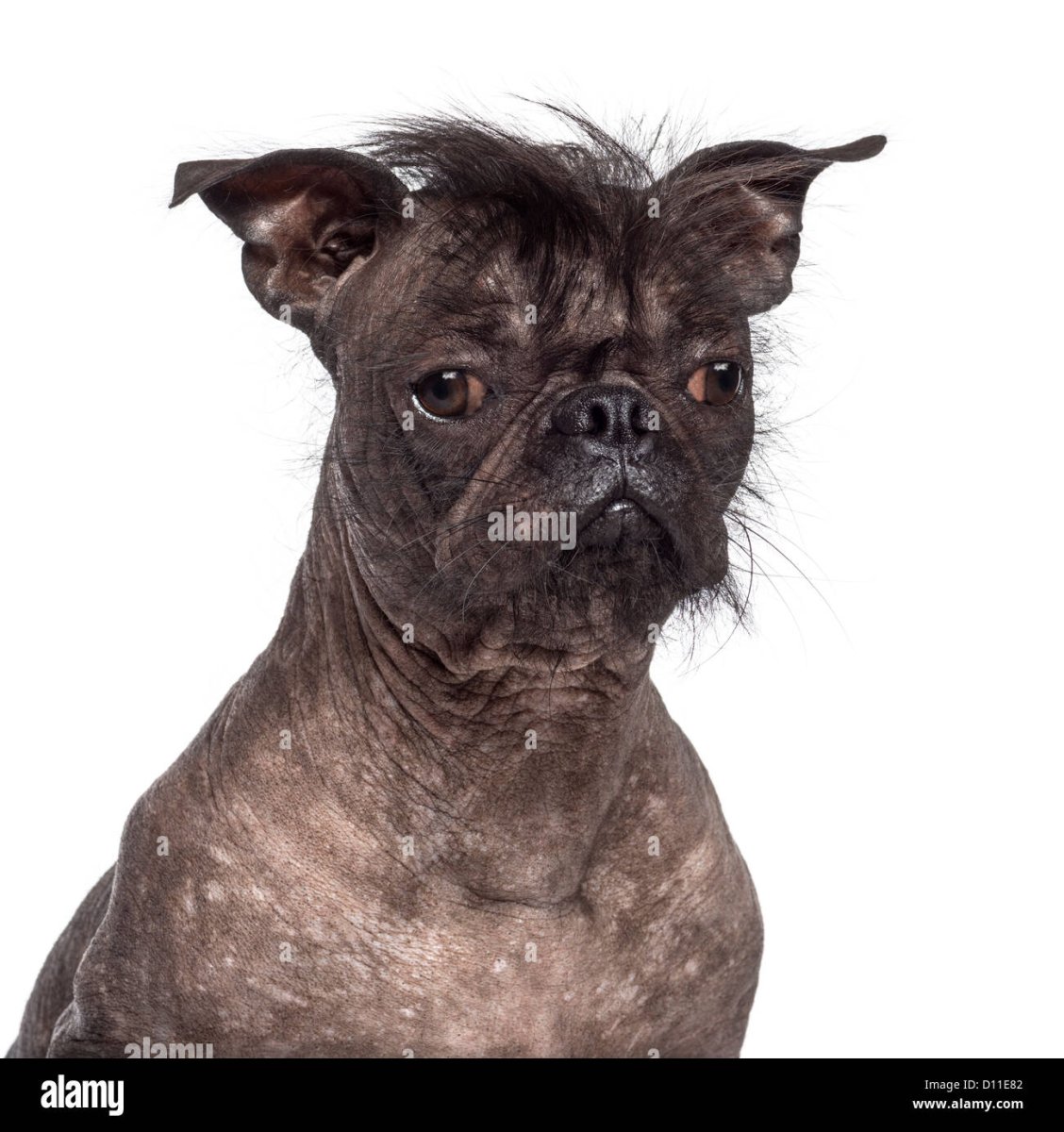 Метис французского бульдога