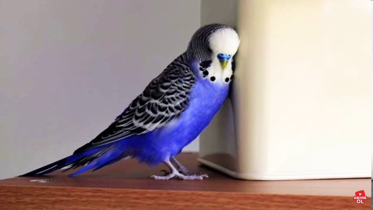 Волнистый попугай