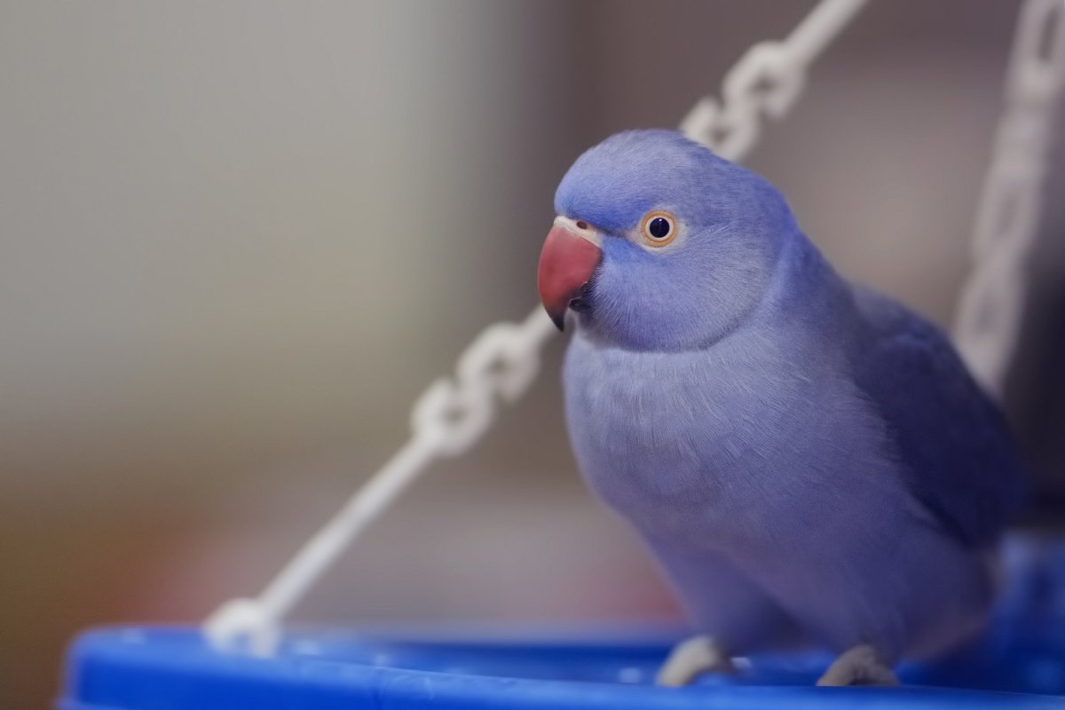 Ожереловый попугай фиолетовый