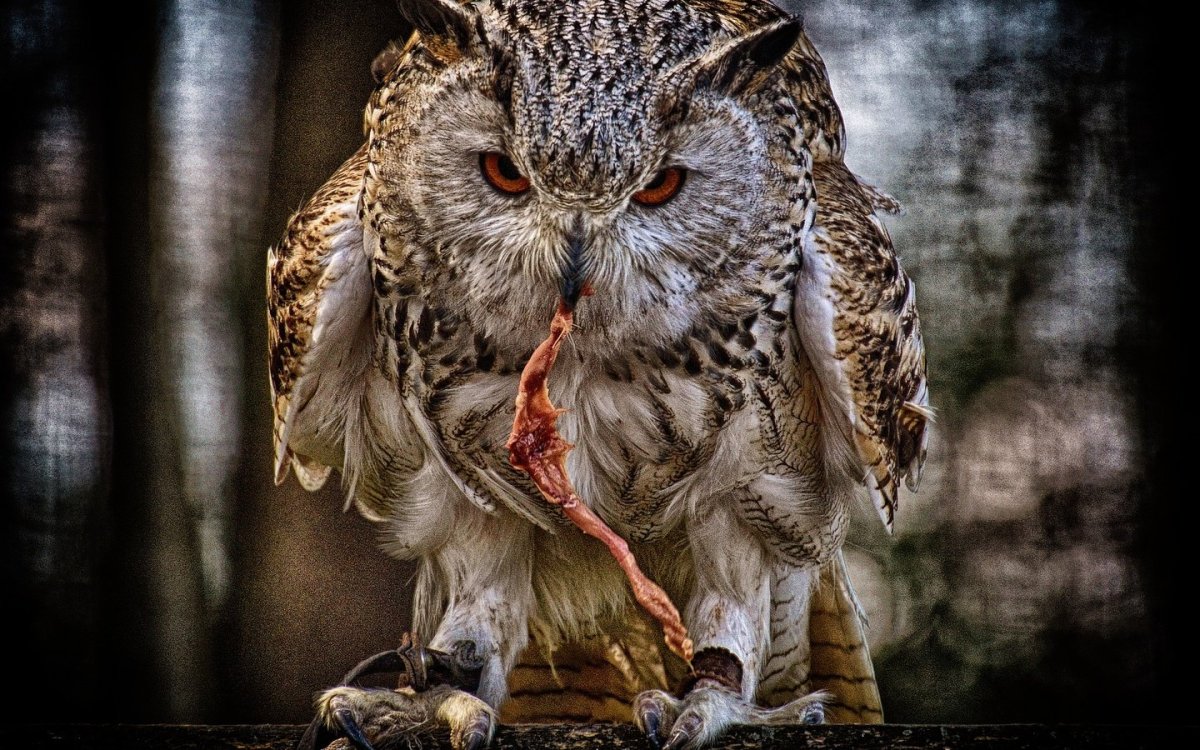 Западноафриканский Филин