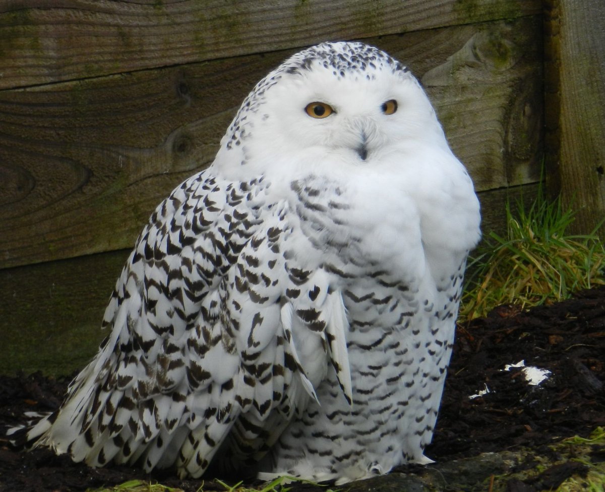 Полярная Сова птица милая